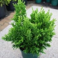 Кипарисовик туполистий Драт /Chamaecyparis obtusa Drath