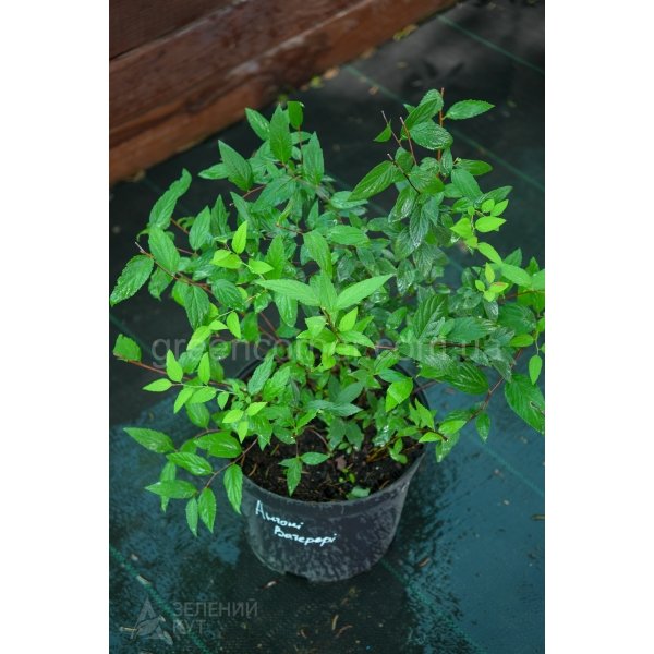 Спірея японська Ентоні Ватерер/Spiraea japonica Anthony Waterer