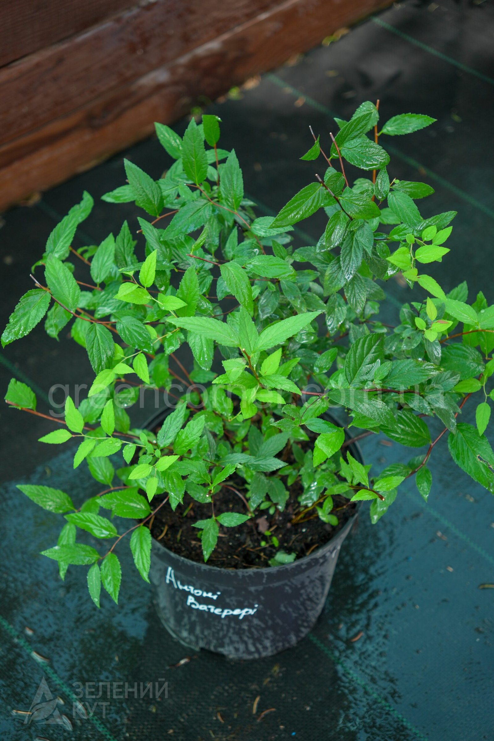 DSC04432 Спірея японська Ентоні Ватерер/Spiraea japonica Anthony Waterer - Зображення 1