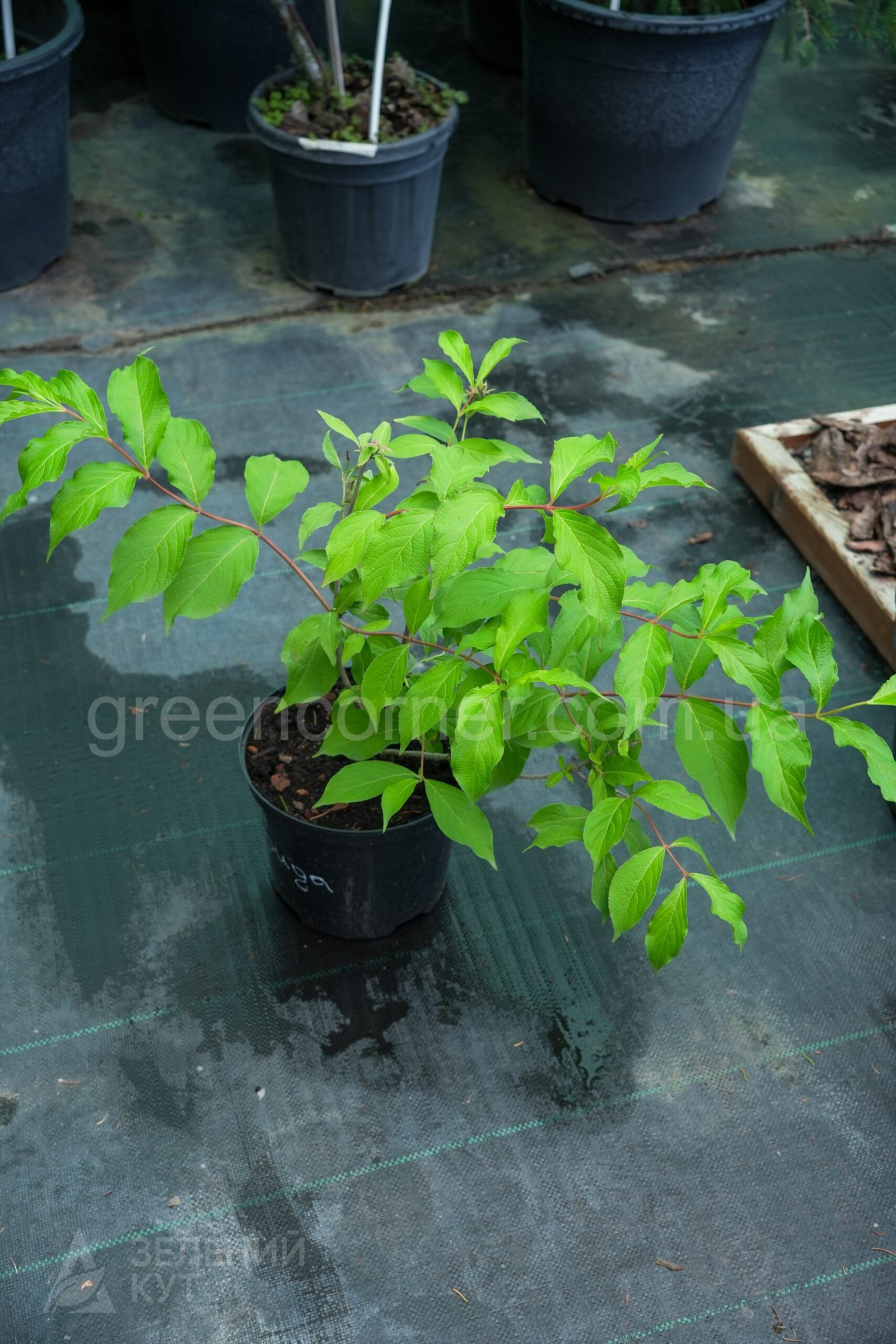 DSC05500 Вейгела Флорида /Weigela florida - Зображення 1