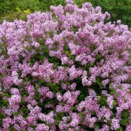 Бузок Меєра Палібін /Syringa meyeri Palibin - Зображення 2