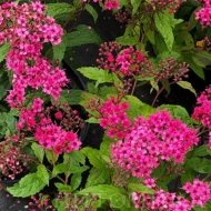 Спірея японська Ентоні Ватерер/Spiraea japonica Anthony Waterer - Зображення 5