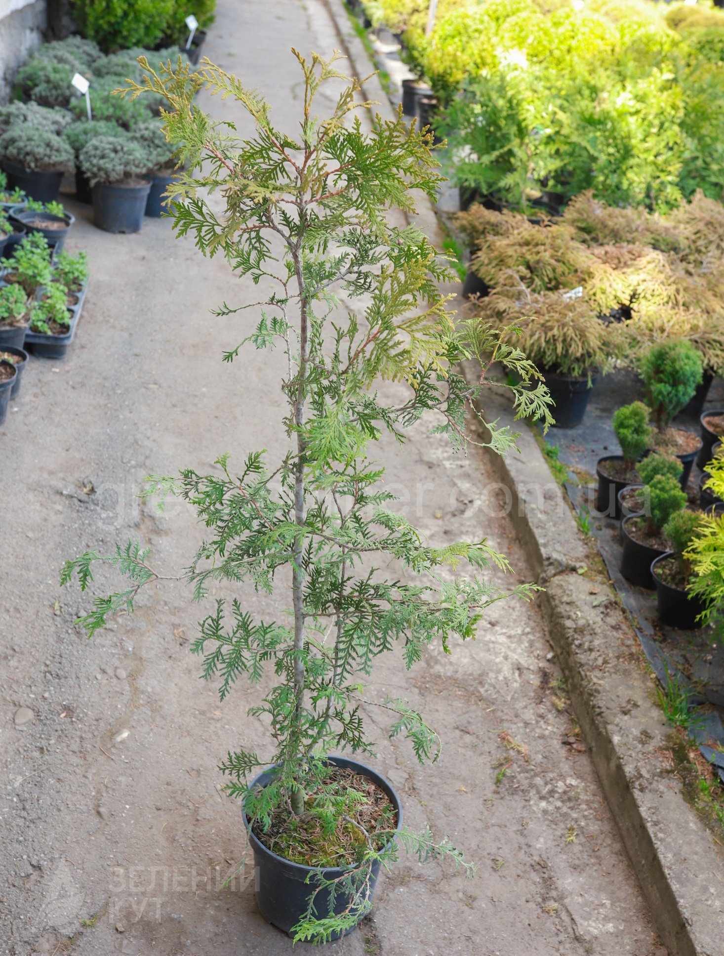 MG_2704 Туя західна Брабант (Thuja occidentalis Brabant) - Зображення 1