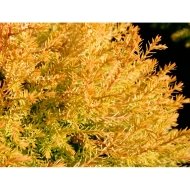 Туя західна Рейнголд /Thuja occidentalis Rheingold