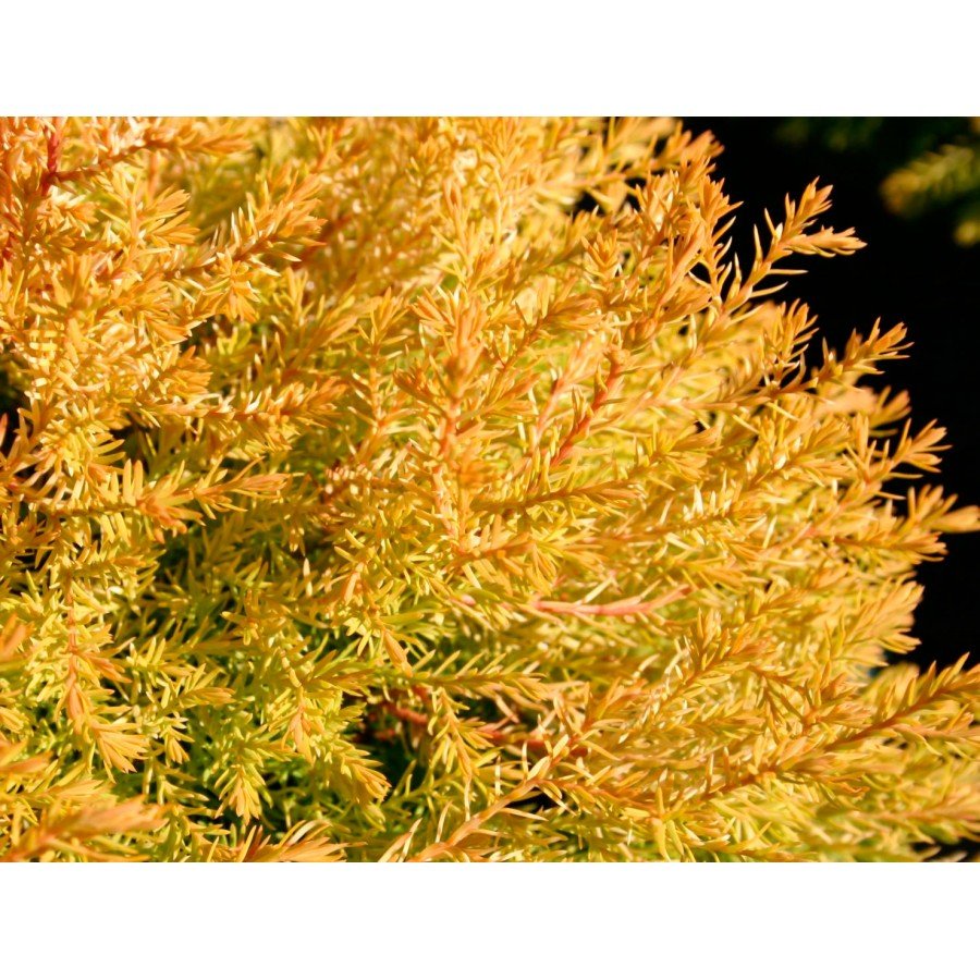 rheingold1-900x900 Туя західна Рейнголд /Thuja occidentalis Rheingold - Зображення 1