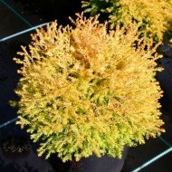 Туя західна Рейнголд /Thuja occidentalis Rheingold - Зображення 3