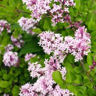 Бузок Меєра Палібін /Syringa meyeri Palibin