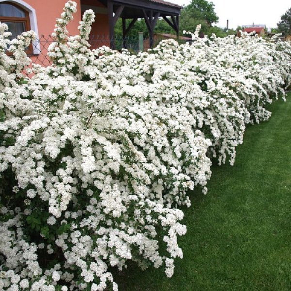 Спірея Вангутта /Spiraea x vanhouttei