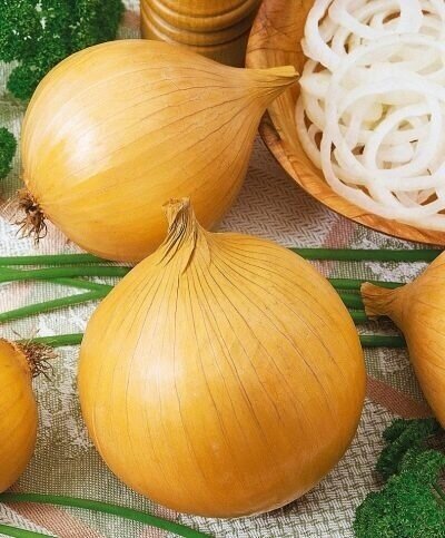 457288_1 Цибуля саджанка Глобо Голландія, 250г - Зображення 1