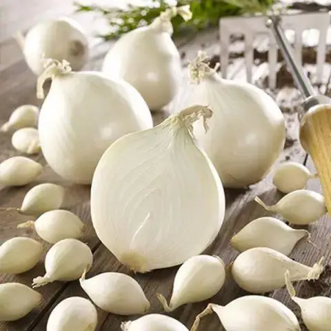 6740353222_w640_h640_tsibulya-sadzhanka-gledstoun Цибуля саджанка Гледстоун фр.8/16 Голландія, 250г - Зображення 1