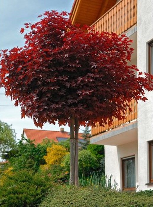 1685608844_klau-club-p-klen-shtambovii-krasnii-vkontakte-1 Клен гостролистий на штамбі Royal Red / Acer platanoides Royal Red - Зображення 1