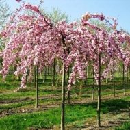 Сакура Кіку-Шідаре плакуча на штамбі/Cerasus serrulata Kiku-shidare