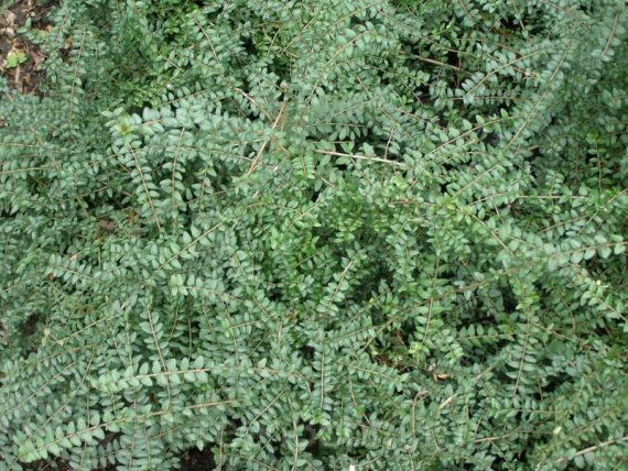 9bfd11184c4ae364b3aa701924ce358f Жимолость шапкова\Lonicera pileata - Зображення 1