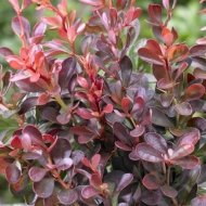 Барбарис Тунберга Атропурпуреа Нана/ Berberis Thunbergii Atropurpurea Nanа - Зображення 3