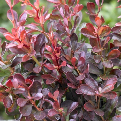 barberry_Atropurpurea_Nana_3-500x500-product_popup Барбарис Тунберга Атропурпуреа Нана/ Berberis Thunbergii Atropurpurea Nanа - Зображення 1