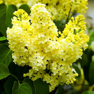 Бузок звичайний Прімроуз/Syringa vulgaris Primrose - Зображення 4