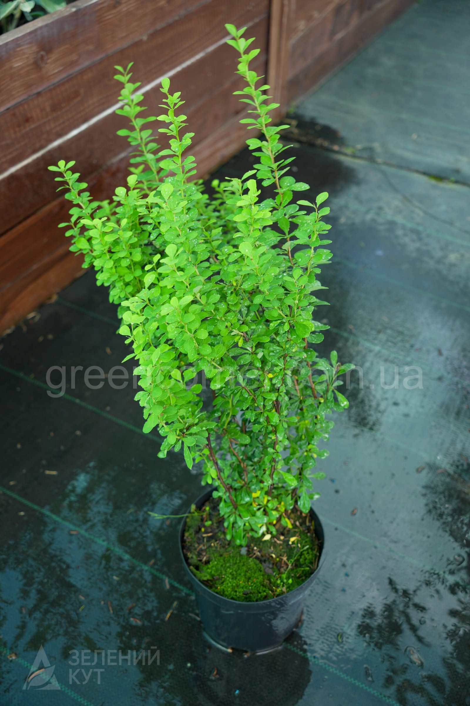 DSC04317(1) Барбарис Тунберга Эректа/Berberis thunbergii Erecta - Зображення 1