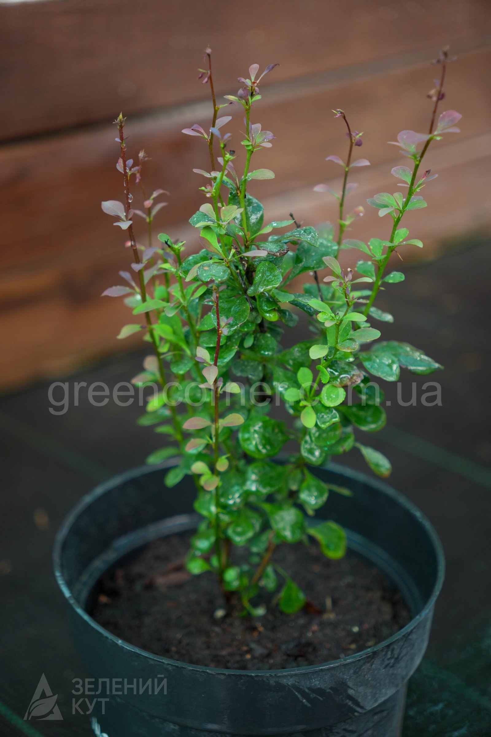 DSC04356 Барбарис Тунберга Саммер Чоколет/Berberis thunbergii Summer Chocolate) - Зображення 1