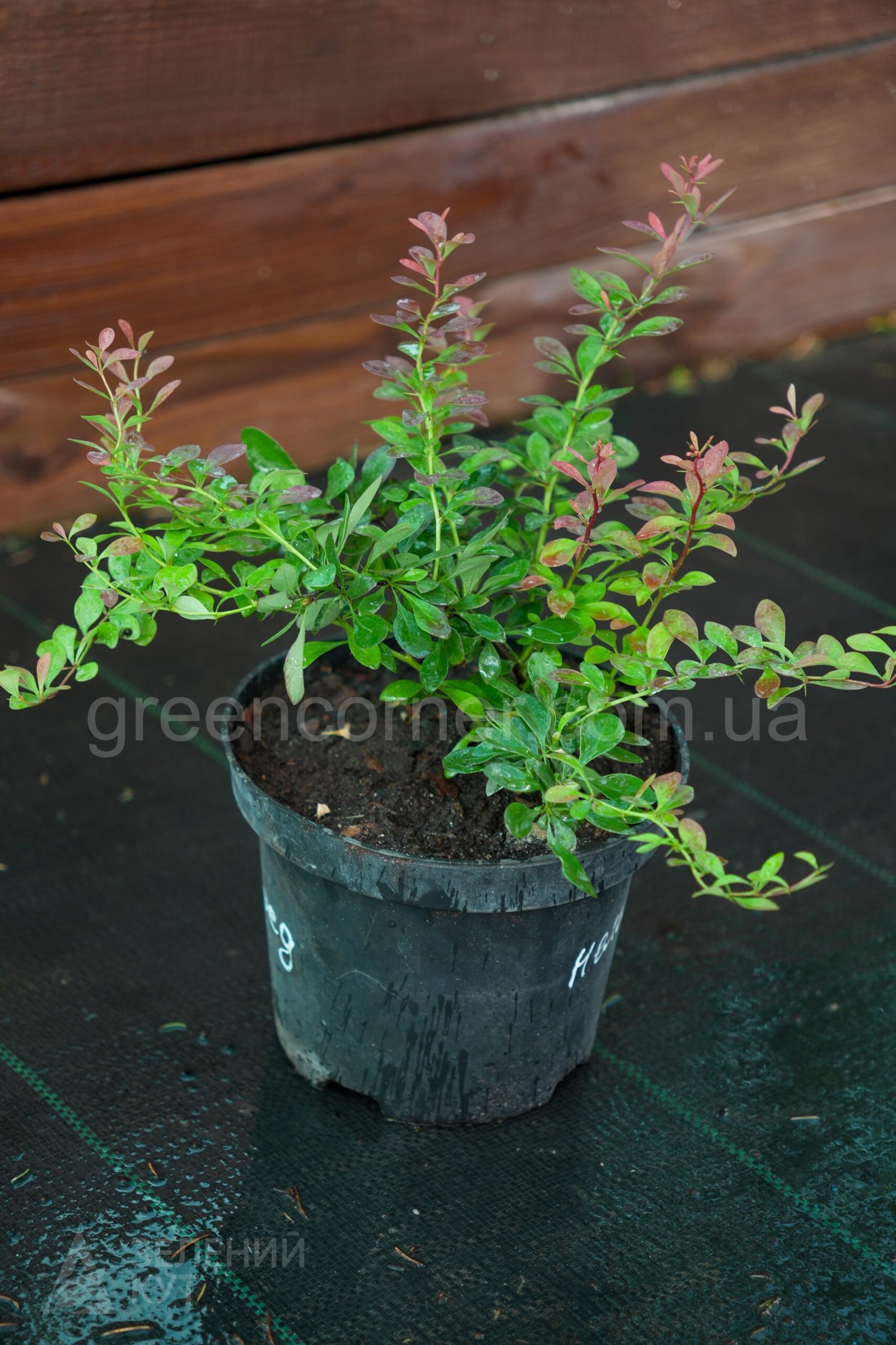 DSC04380 Барбарис Тунберга Атропурпуреа Нана/ Berberis Thunbergii Atropurpurea Nanа - Зображення 1