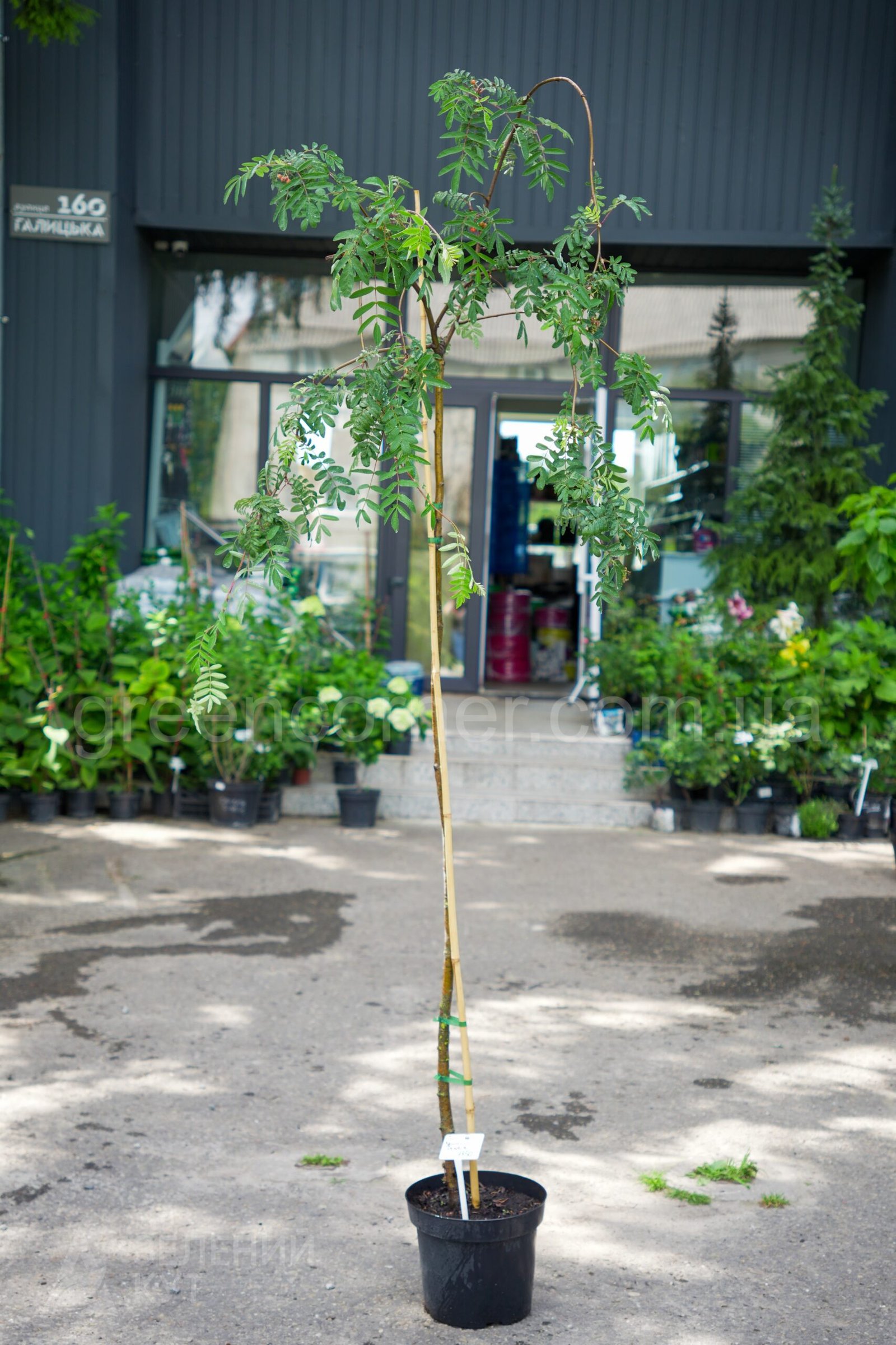 DSC04768 Горобина звичайна Пендула / Sorbus aucuparia Pendula - Зображення 1