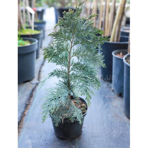 КипарисовиКипарисовик Лавсона Колумнарис/Chamaecyparis Lawsoniana Columnaris