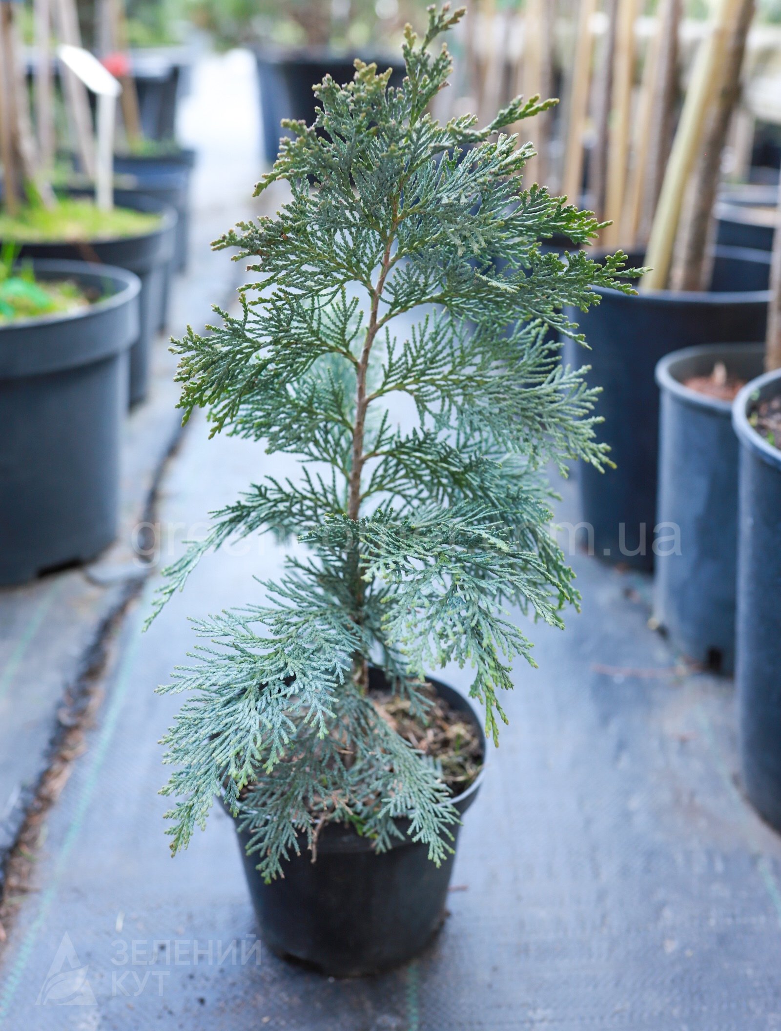 MG_2582 КипарисовиКипарисовик Лавсона Колумнарис/Chamaecyparis Lawsoniana Columnaris - Зображення 1