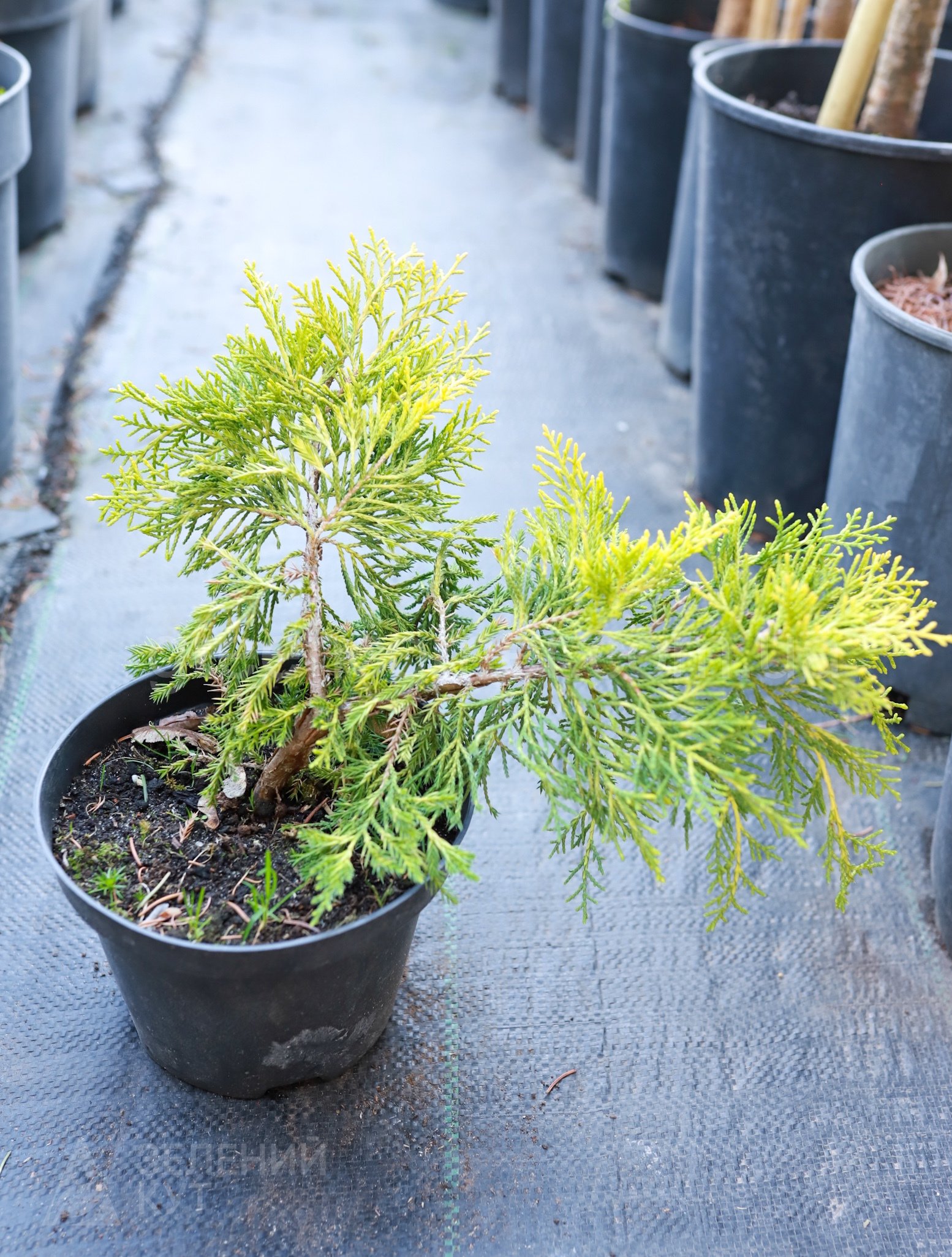 MG_2611 Ялівець середній Шерідан Голд\Juniperus pfitzeriana Sheridan Gold - Зображення 1
