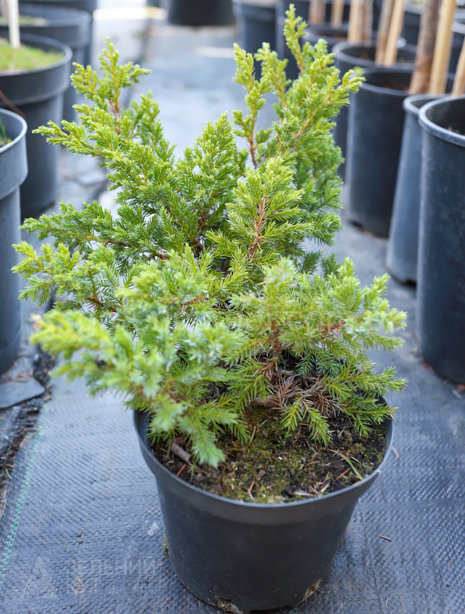 MG_2634 Ялівець лускатий Блю Свід\Juniperus squamata Blue Swede - Зображення 1
