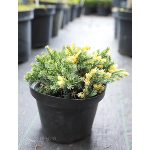 Ялівець лускатий Флореант/ Juniperus squamata Floreant
