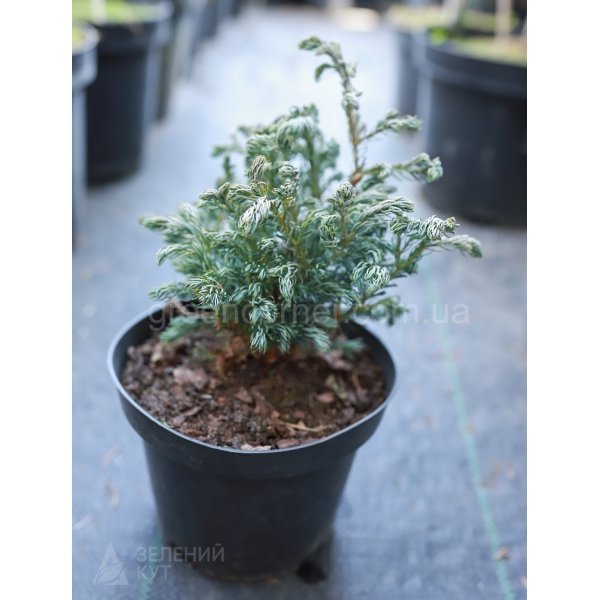 Кипарисовик горохоплідний Булевард/Chamaecyparis pisifera Boulevard