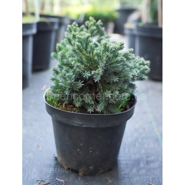 Ялівець лускатий Блю Стар/Juniperus squamata Blue Star