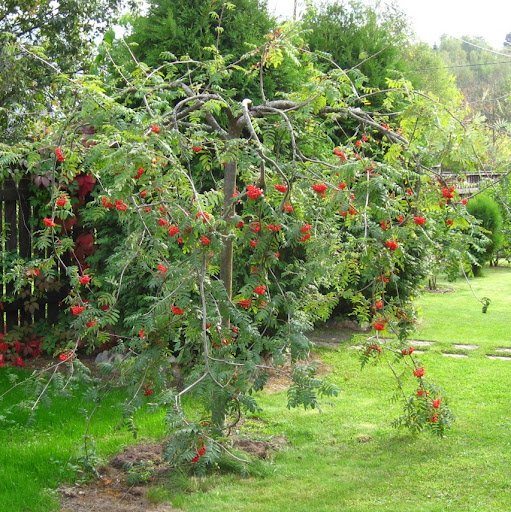 sorbus-aucuparia-pendula Горобина звичайна Пендула / Sorbus aucuparia Pendula - Зображення 1