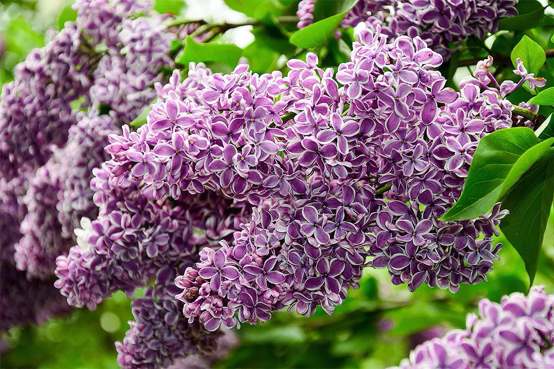 Syringa-Sensation-04 Бузок Сенсація/Syringa vulgaris Sensatsiya - Зображення 1