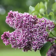 Бузок Сенсація/Syringa vulgaris Sensatsiya - Зображення 3