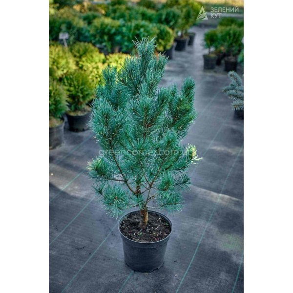 Сосна звичайна Ватерері / Pinus sylvestris Watereri