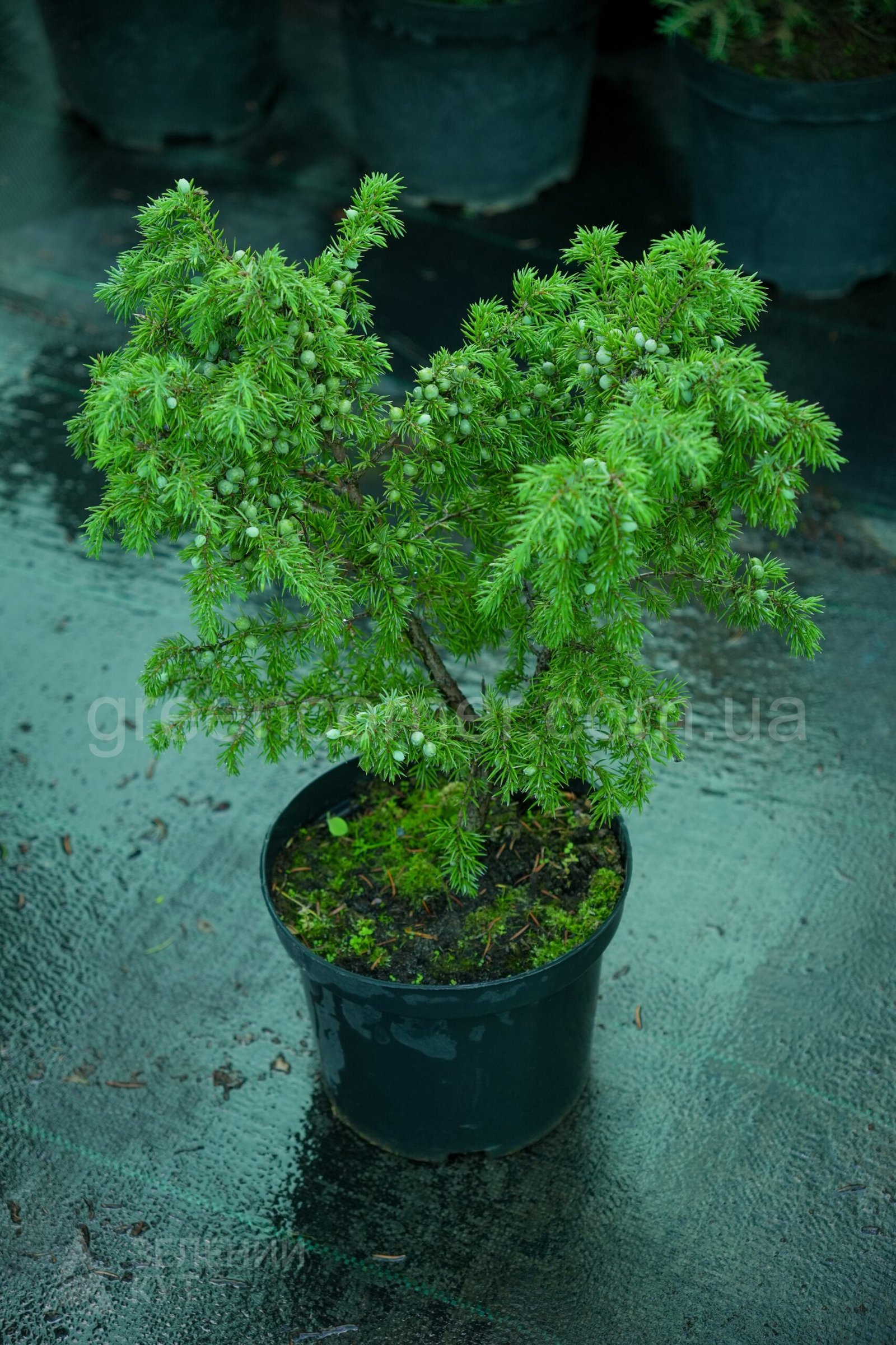 DSC05100 Ялівець звичайний Уолліс / Juniperus communis Wallis - Зображення 1